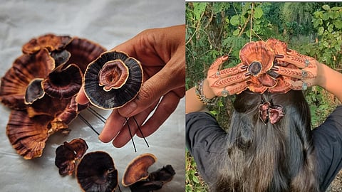 Shroomin' is an urban mushroom farm which thrives on a deep passion for mushrooms, cultivating an inquisitive spirit that fuels their love for growing local gourmet varieties.