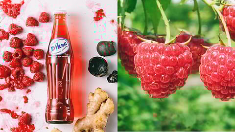 A blend of Washington state red raspberries, ginger, and Persian black limes, Dikra Raspberry Beer draws inspiration from vintage Raspberry Sodas crafted by Bombay's Parsi community in the early 1900s.