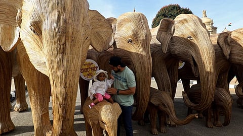 Coexistence: The Great Elephant Migration