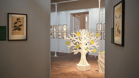 Attend An Exhibition Exploring How Plant Migrations Shaped Indian History & Culture