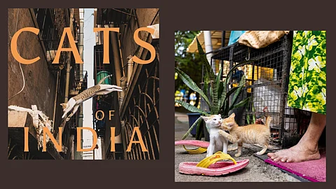 'Cats Of The World' Lets You Explore India Through The Eyes Of Its Stray Cats