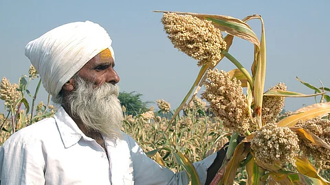 A farmer in Rahuri, Maharashtra, with Sorghum panicles — locally known as 'Hurda' in Maharashtra and 'Ponkh' in Gujarat.
