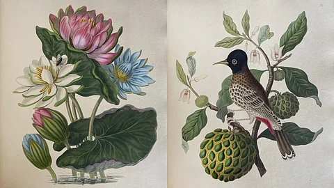 Indian botanical art.