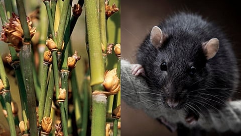 Representational images of a rat and bamboo.