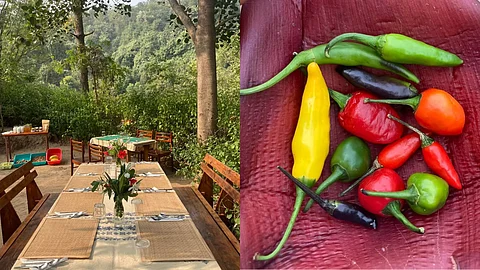 Three Hours From Mumbai, Gorus Farm Is A Coffee Plantation In A Regenerative Agro-Forest