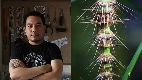 A picture of Mo Naga and a rattan palm plant.