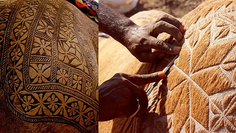 Bikaner’s Best Dressed: Camel Grooming Celebrates The Bond Between Man & Animal
