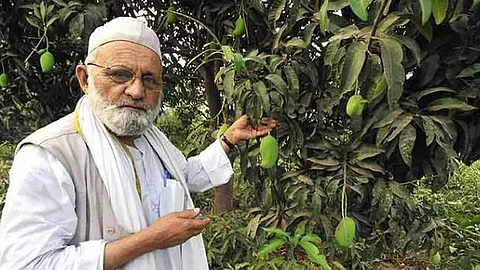 The Mango Man: Kalimullah Khan’s Orchard Houses A Tree Like No Other