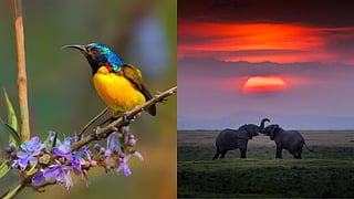 Here are 5 emerging wildlife photographers who excel at what they do and tap into something profound within us.