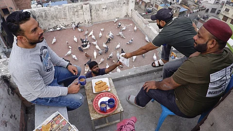 Khabootarbazi In The Terraces Of Old Delhi