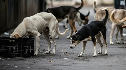The idea of permanent sheltering might seem compassionate at first glance. Yet for free-living dogs, confinement is a cruel fate.