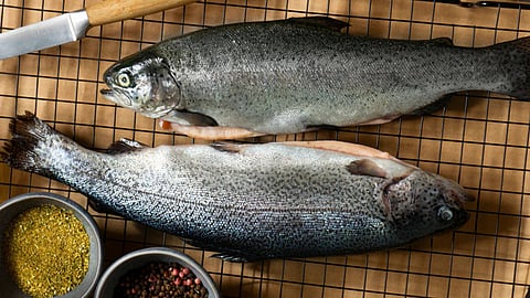 Gone Native: How The Trout Became A Symbol Of British Colonialism In The Himalayas