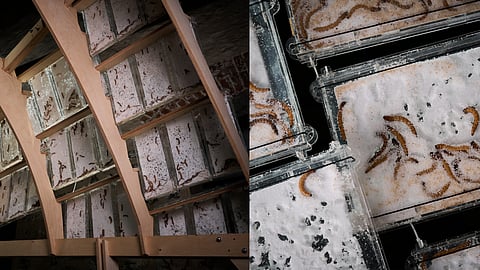 Factory 5.0 by Studio Aditya Mandlik (SAM), is an installation at Dutch Design Week 2025 that challenges anthropocentric design by imagining architecture with worms.