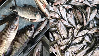 These markets encode how the city eats, negotiates, and understands the seasonality of live catch.