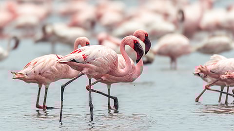 Early mornings and low-tide hours offer the best chance to see feeding activity without disturbance. As interest in flamingo watching grows, maintaining distance has become essential to ensuring that these wetlands remain usable for the birds year after year.