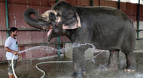 India Gets Its First Elephant Hospital In Uttar Pradesh