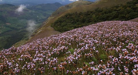 One Of India’s Best Kept Secret Is A Rare Flower That Blossoms Every 12 Years