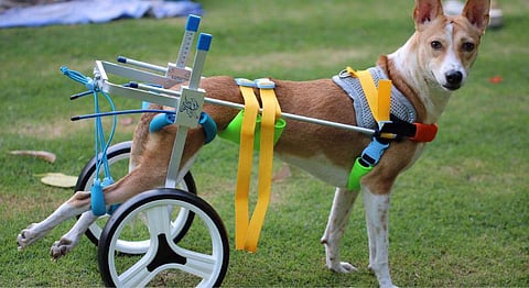 Homegrown Indian Brand Is Creating Affordable Wheelchairs For Your Animals