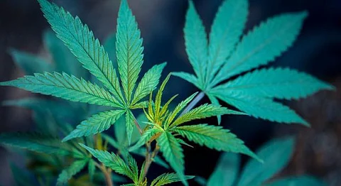 Finally, Government Approves Cannabis Research In UP & Uttarakhand 