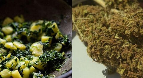 Marijuana Mistaken For Methi: Family Falls Severely Ill After Consumption