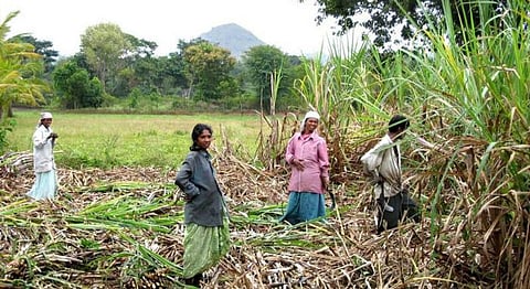 Sustainable Cremation Using Agro-Wastes: Saving Trees Through Eco-Friendly Rituals