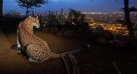 How Sanjay Gandhi National Park Officials Are Improving Life For Mumbai's Leopards