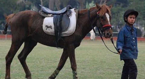 Manipur Clears A Policy To Save Their Endangered Indigenous Pony