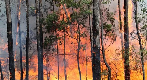 Odisha Is Burning: Wildfire In Simlipal Tiger Reserve Devours 1/3rd Of The State
