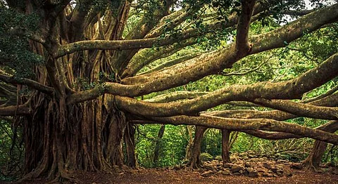 Geo-tagging Banyan Trees Is Making Goa Green Again