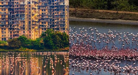 A Sea Of Pink In Mumbai: Here’s Where You Can Spot Flamingos
