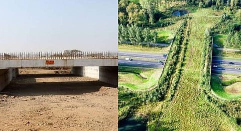 How The New Nagpur-Mumbai Expressway Is Helping Wildlife