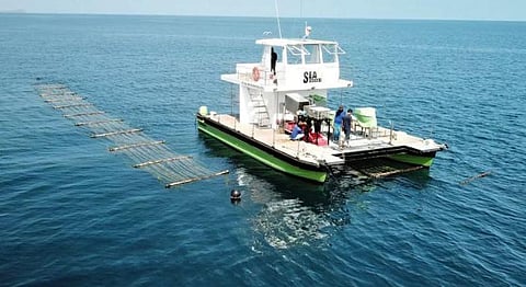 A Homegrown Startup Is Turning Seaweed Into An Eco-Friendly Alternative To Plastic