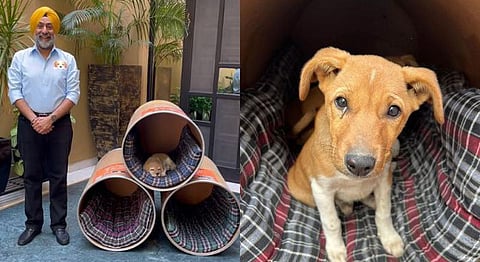 Spreading Kindness, Providing Homes: Stray Talk India Provides Free Animal Shelters