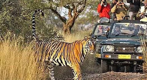 Homegrown’s Guide To Indian Tiger Safaris & National Parks