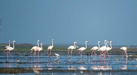 How A Village In Odisha Went From Poaching Birds To Dedicatedly Conserving Them