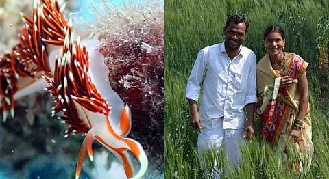 (L) Reefwatch India; Wotr (R)