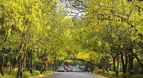 Delhi To Have A Tree Wall Around It To Shield It From Dust Storms