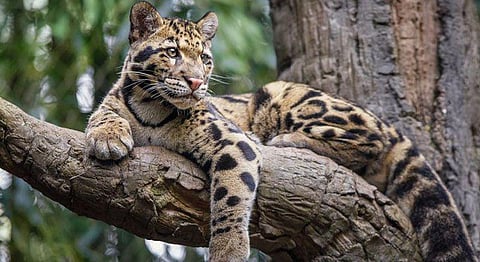 Clouded Leopard