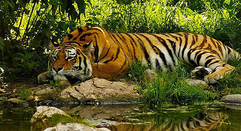 A Tiger-Lover’s Guide to India – National Parks, Films, Volunteer Programs And More