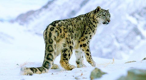 Representational image