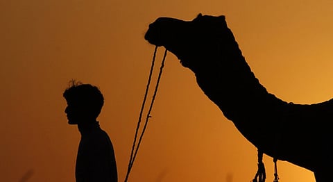 Sooraj Seshan's Pictorial Documentation Of Pushkar Camel Fair