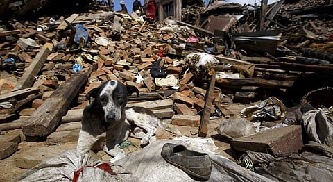 Nepal Relief Efforts: Here's How You Can Help Distressed Animals In The Region