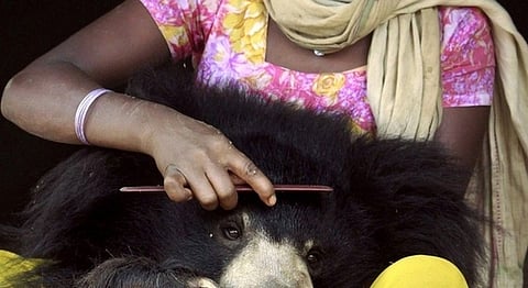 Once Upon A Time: An Indian Sloth Bear Thought He Was A Dog