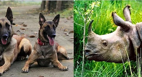 Meet The Dog Squad That's Protecting Kaziranga's One-Horned Rhinos From Poaching