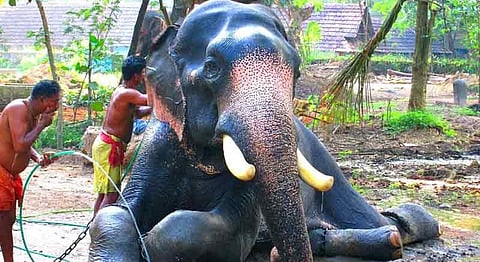 Watch: Deep Inside Kerala, There's A Monsoon Spa For Elephants