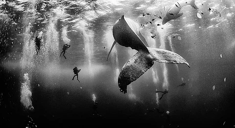 Incredible Images By The Winners Of The National Geographic Photo Contest, 2015 