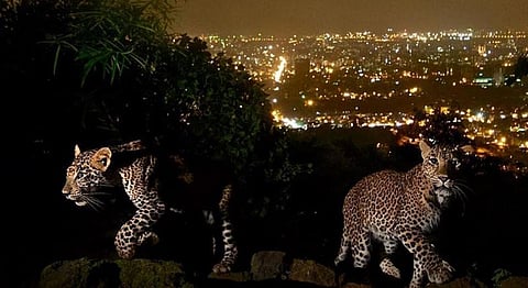 Why Mumbai's Citizens Need To 'Learn To Live With Leopards' & Redefine Our Unique Ecosystem