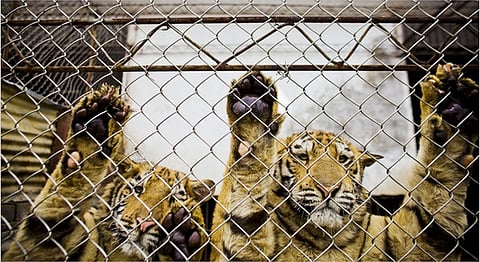 How Traditional Medicines Destroy Animal Populations While Curing Humans