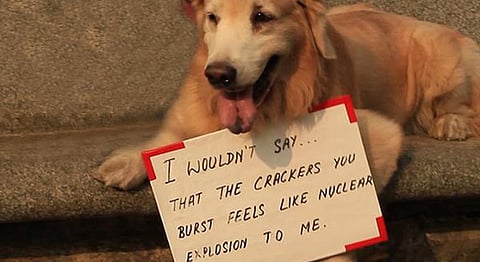 India Could Learn From Italian Town's Adoption Of Silent Fireworks For Animal Well-being