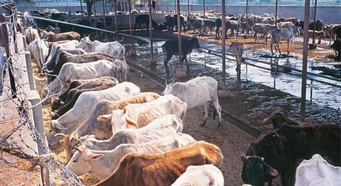 Foreigners Could Get Special License To Consume Beef, Says Haryana CM